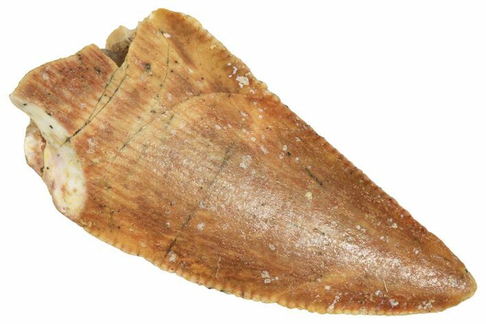Serrated Raptor Tooth - Real Dinosaur Tooth #371492